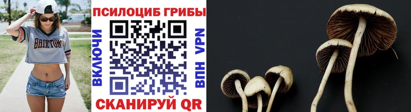 хочу наркоту  Динская  Псилоцибиновые грибы Cubensis 